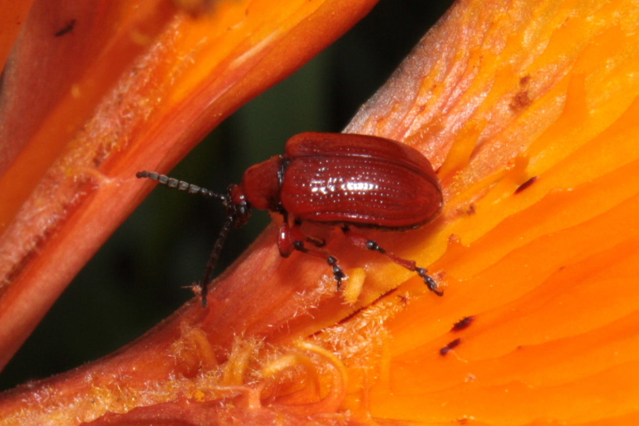 Coleottero rosso da ID. - Lilioceris sp.